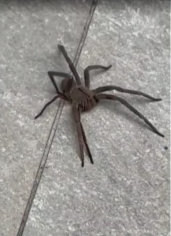 Infestação de aranhas venenosas assusta moradores em Macaé